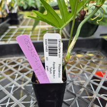 Load image into Gallery viewer, Philodendron Florida Beauty X Tortum, Exact Plant green Form Ships Nationwide