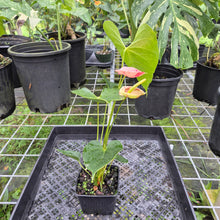 Load image into Gallery viewer, Anthurium Shibori, Exact Plant Variegated