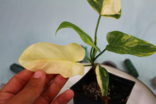 Load image into Gallery viewer, Variegated Philodendron Bipennifolium exact plant, ships nationwide