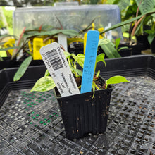 Load image into Gallery viewer, Philodendron Hederaceum, Heart Leaf, Exact Plant Variegated Ships Nationwide