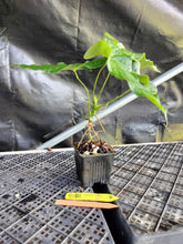 Load image into Gallery viewer, Anthurium Balaoanum "Dussii", Exact Plant Ships Nationwide