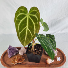 Load image into Gallery viewer, Anthurium Magnificum X Red Crystalinum 4" pot, Fedex 2 day*