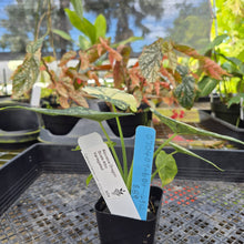 Load image into Gallery viewer, Alocasia dragon scale albo Exact Plant Ships Nationwide