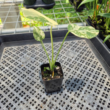 Load image into Gallery viewer, Monstera Deliciosa Creme Brulee variegated exact plant, Fedex 2day*
