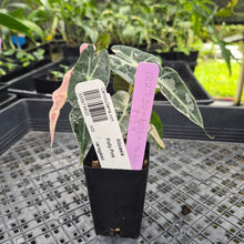 Load image into Gallery viewer, Alocasia polly pink variegated, Exact Plant Ships Nationwide.