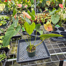 Load image into Gallery viewer, Anthurium Andraeanum Starlight Splash, Exact Plant, Speckled Ships Nationwide