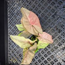 Load image into Gallery viewer, Syngonium Pink Spot Variegated 2.5" pot, Fedex 2day*