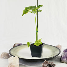 Load image into Gallery viewer, Alocasia Gageana Aurea, Exact Plant Variegated