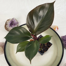 Load image into Gallery viewer, Philodendron Red Heart 2.5" Pot, Fedex 2 day*