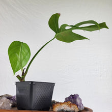 Load image into Gallery viewer, Monstera Sierrana Hawaii Clone 4" pot, Fedex 2 day*