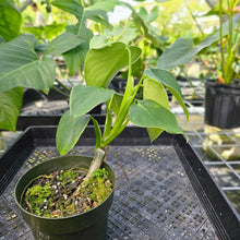 Load image into Gallery viewer, Philodendron Rugosum, Exact Plant