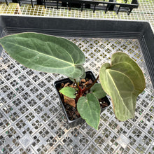 Load image into Gallery viewer, Anthurium Ace Of Spades X Papillilaminum, Exact Plant Ships Nationwide