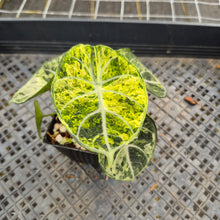 Load image into Gallery viewer, Alocasia Ninja Tricolor Splash, Black Velvet Variegated exact plant, Fedex 2day*