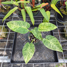 Load image into Gallery viewer, Philodendron Giganteum, Exact Plant Variegated Ships Nationwide