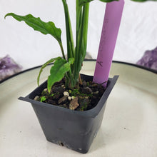 Load image into Gallery viewer, Monstera Obliqua Peru, Exact Plant Ships Nationwide