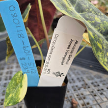 Load image into Gallery viewer, Alocasia Sedenii Aurea Variegated exact plant, Fedex 2day*