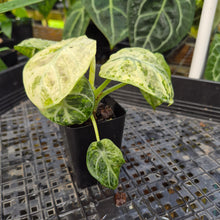 Load image into Gallery viewer, Alocasia Ninja Tricolor, Exact Plant Variegated Ships Nationwide