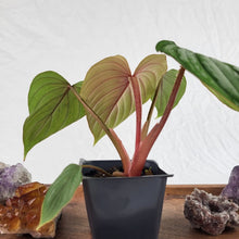 Load image into Gallery viewer, Philodendron Plowmanii 2.5" pot, Fedex 2day*