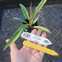 Load image into Gallery viewer, Philodendron Caramel Marble, Exact Plant Variegated Ships Nationwide