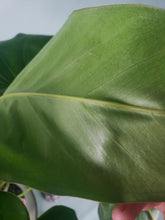 Load image into Gallery viewer, Anthurium Brownii 6" pot, Fedex 2day