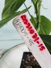 Load image into Gallery viewer, Melanochrysum, exact plant, Philodendron, ships nationwide