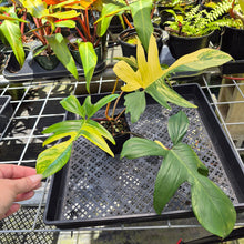 Load image into Gallery viewer, Philodendron Florida Beauty, Exact Plant Variegated Ships Nationwide