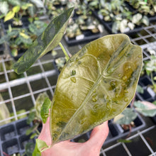 Load image into Gallery viewer, Alocasia Longiloba Suhirmaniana aurea Variegated 2.5" pot, Fedex 2day*