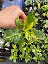 Load image into Gallery viewer, Philodendron Green Congo Nuclear, variegated, 2.5" Pot, Fedex 2 day*