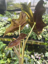 Load image into Gallery viewer, Alocasia Sanderiana Nobilis Aurea Variegated 2.5" pot, Fedex 2day*