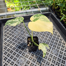 Load image into Gallery viewer, Monstera Deliciosa Creme Brulee variegated exact plant, Fedex 2day*