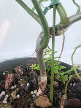 Load image into Gallery viewer, 69686, exact plant, Philodendron, ships nationwide