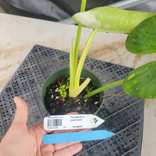 Load image into Gallery viewer, Philodendron Jose Buono, Exact Plant Variegated Ships Nationwide