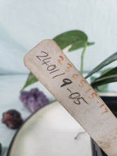 Load image into Gallery viewer, Pinnatum Albo, Exact Plant, Epipremnum