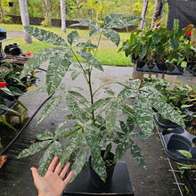 Load image into Gallery viewer, Pachira Aquatica Money Tree, Exact Plant Variegated Ships Nationwide