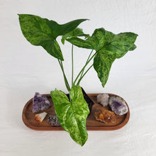 Load image into Gallery viewer, Syngonium Mojito, Exact Plant Variegated Ships Nationwide