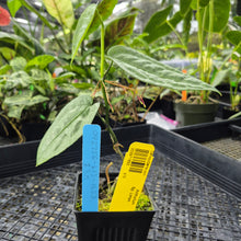 Load image into Gallery viewer, Anthurium Sp. Limon, Exact Plant Ships Nationwide