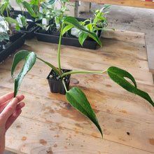 Load image into Gallery viewer, Monstera Burle Marx Flame, Exact Plant Ships Nationwide