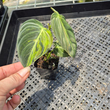 Load image into Gallery viewer, Philodendron Melanochrysum Variegated exact plant, Fedex 2day*