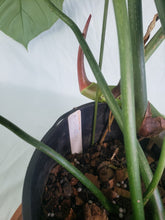 Load image into Gallery viewer, Philodendron Gloriosum, Dark Form 6" pot, Fedex 2 day*