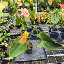 Load image into Gallery viewer, Anthurium Andraeanum Starlight Splash, Exact Plant, Speckled Ships Nationwide