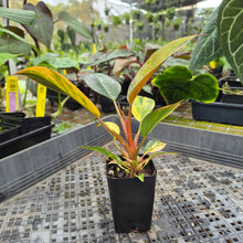 Load image into Gallery viewer, Philodendron Red Congo, Exact Plant Variegated Ships Nationwide