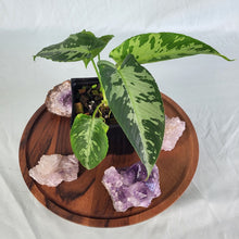Load image into Gallery viewer, Homalomena Schismatoglottis Neoguineensis 4" pot, Fedex 2day*