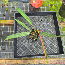 Load image into Gallery viewer, Philodendron Bicolor, Exact Plant Ships Nationwide