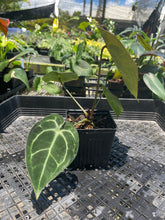 Load image into Gallery viewer, Anthurium "Michelle x Zara" x Noid Hybrid, Exact Plant Ships Nationwide
