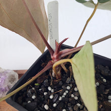 Load image into Gallery viewer, Anthurium Ace Of Spades X Papillilaminum 4" pot, Fedex 2 day*