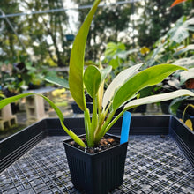 Load image into Gallery viewer, Philodendron Wend Imbe, Exact Plant Variegated 4"