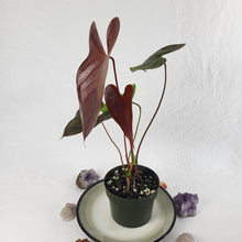 Load image into Gallery viewer, Anthurium Red Beauty, Exact Plant