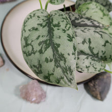 Load image into Gallery viewer, Scindapsus Silver Lady Shipped Nationwide