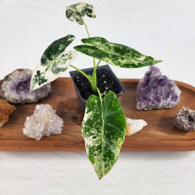 Load image into Gallery viewer, Alocasia Frydek Variegated 2.5" Pot, Fedex 2 day*