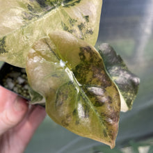 Load image into Gallery viewer, Alocasia Cuprea Golden Latte Variegated exact plant, Fedex 2day*